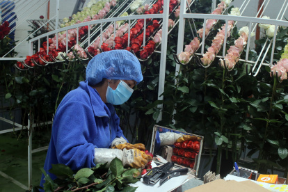 Las flores, entre los productos más afectados con la sobretasa del 10 %. El pago de su arancel final llega superar el 16 %.