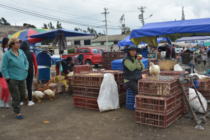 TUNGURAHUA. DESDE AGOSTO LA FERIA DE ANIMALES MENORES DEBEN ESTAR EN MOLLEPAMBA. AG-EXTERNO