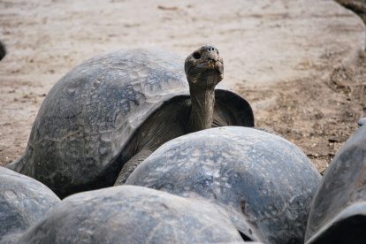 Tortugas gigantes en el Centro de Crianza de Tortugas Gigantes Arnaldo Tupiza Chamaidan, en la isla de Isabela.