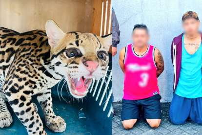 Los sospechosos tenían en su poder un tigrillo silvestre.