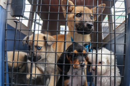 Diez cachorros, destinados a la venta ilegal, fueron rescatados en un operativo realizado por la AMC y Bienestar Animal.