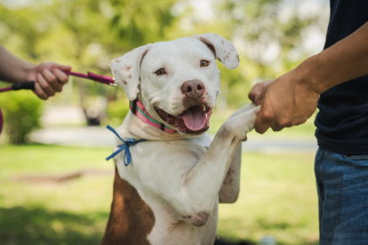 Animales de compañía están disponibles para ser adoptados, como parte de una campaña municipal.