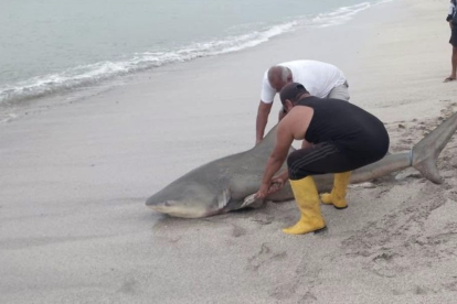 Un tiburón fue encontrado sin vida a orillas del mar manabita