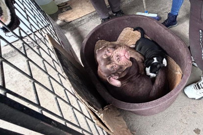 Los perritos estaban dentro de una tina plástica.