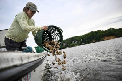 En Estados Unidos, voluntarios crían ostras para limpiar los mares.
