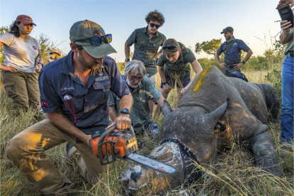 Operación. Descuerne de un rinoceronte blanco en el Gran Kruger.