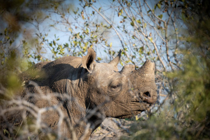 Rinocerontes negros en la región del Gran Kruger. Todos descornados y con algunos cuernos rebrotados.