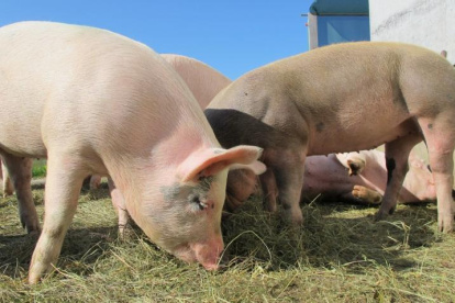 El sector de la producción teme sobre importación de carne indisciminada desde Estados Unidos.