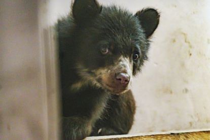 Sisa fue separada del cuidado de su madre a las pocas semanas de nacida. Luego fue encadenada dentro de una vivienda en la provincia de Cotopaxi.