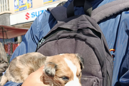 Los canes entre dos y cuatro meses de edad, se encontraban en jaulas improvisadas en el mercado Las Cuadras, sur de Quito.