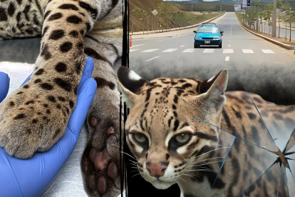 Ilustración referencial. Ciudadanos reportan atropellamiento de especies silvestres en Chongón.