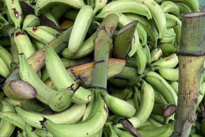 Además de la enfermedad, la elevación del precio del verde tiene su origen en otros motivos.