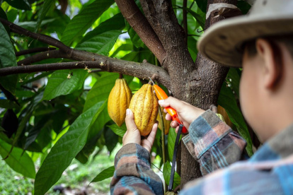 Referencial. Jóvenes de Manabí y Napo que basen sus emprendimientos en cacao pueden postular a la convocatoria del programa Empleo Agro Joven.