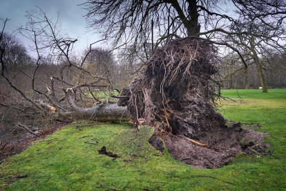 Imagen de archivo de los daños ocasionados por la tormenta Eunice en Holanda.