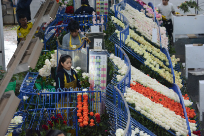 El sector floricultor, aunque con una ligera disminución del 2% en valor (USD 115 millones), mantuvo un crecimiento del 7% en volumen