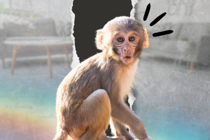 Un video de una señora reclamando por que le arrebataron a su "mono mascota" se viralizó en redes.