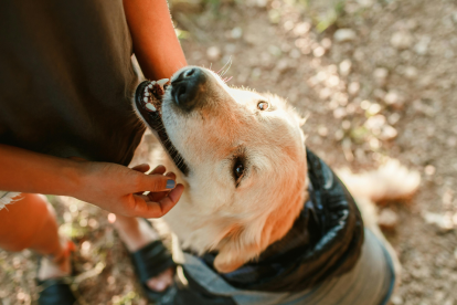 Acariciar a un perro puede aliviar el estrés y mejorar el estado de ánimo en solo minutos