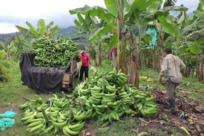 La enfermedad del Moko, ha afectado al menos el 30 % de las plantaciones, dicen empresarios.