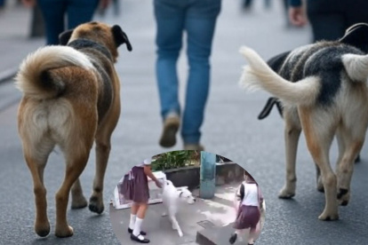 Tras el ataque, la Alcalde insiste en poner en práctica lo que dice la ordenanza respecto a cómo deben salir los animales a las calles, incluso si es al interior de una ciudadela. Esto es, con correa.creada por Grok