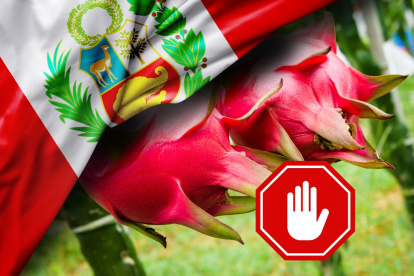 Agrocalidad y productores trabajan para restablecer el acceso de la pitahaya al mercado peruano