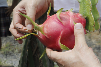 En el 2024, la fruta se exportó a 20 destinos, según Agrocalidad.