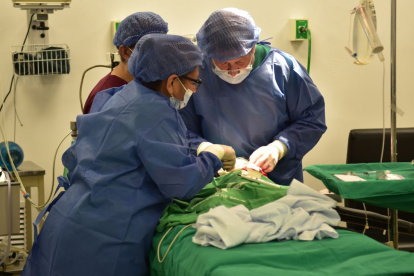 El Municipio ofrece cirugías para esta condición de forma gratuita.