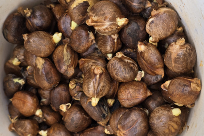 La pepa de pan es el fruto del árbol Artocarpus altilis, originario del sudeste asiático y muy común en zonas tropicales, como Esmeraldas.