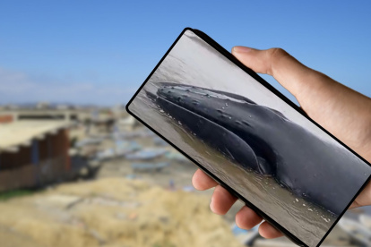 Se reportó una ballena varada en entre Engabao y Engunga