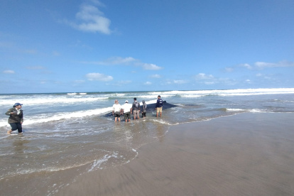 El Ministerio de Ambiente se pronunció sobre las denuncias de una ballena cerca en Engabao.