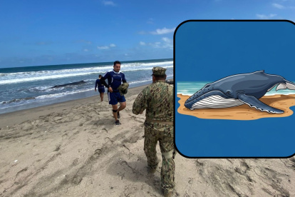 Colectivos denuncian la muerte de una ballena jorobada en el sector de Engabao.