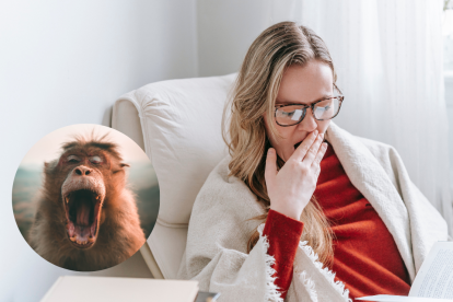 El bostezo, más que señal de sueño, es un reflejo involuntario que revela conexiones profundas entre seres vivos