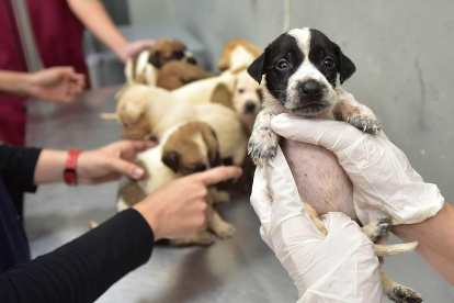 Entre las alertas recibidas, los casos de maltrato de animales son las más frecuentes en Guayaquil.
