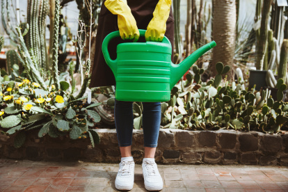 Este es el horario perfecto para regar tus plantas y que crezcan sanas