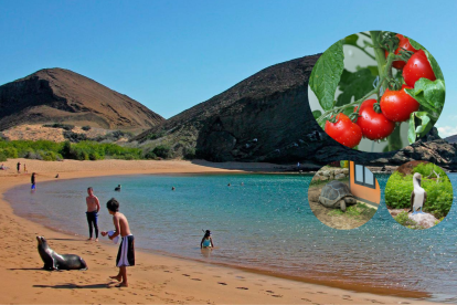 Tomates silvestres crecen en suelos volcánicos de Galápagos, donde han recuperado compuestos químicos perdidos hace milenios.