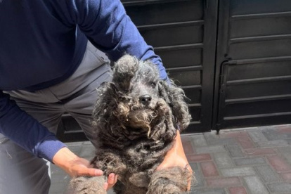 Chiqui, una perrita de 19 años, fue rescatada por la Unidad de Bienestar Animal tras ser hallada en condiciones críticas de abandono y descuido prolongado.