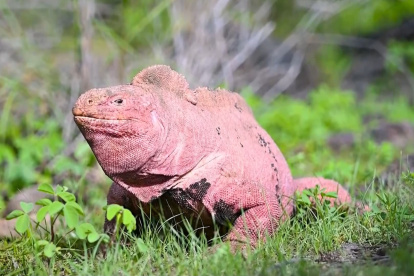 La iguana rosada es una especie en peligro crítico de extinción.