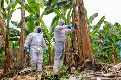 La Prefectura del Guayas tiene brigadas haciendo el censo agrícola e identificando los focos del moko.