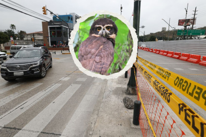 El colectivo Rescate Animal asegura que la construcción de dos pasos a desnivel en Los Ceibos, suspendida el 11 de julio de 2025, desplazará a los animales del bosque del sector.