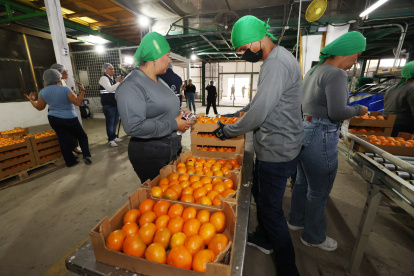 La mandarina de la variedad Tango de Ecuador que se exporta a Estados Unidos.