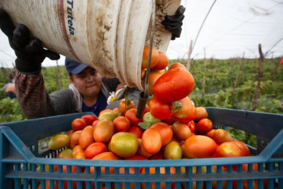 Un agricultor mexicano en una cosecha de Jitomate