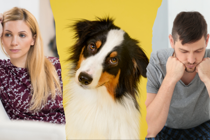 La ley ecuatoriana no estipula nada al respecto de la tenencia de mascotas en caso de divorcio