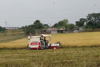 En el primer trimestre de 2025 las ventas de este grano alcanzaron alrededor de 20.000 toneladas.
COSECHA AG-PERIODISTA AG-GRANASA