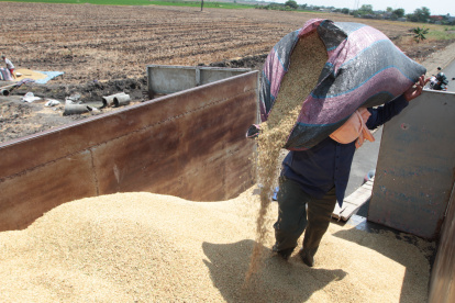 El trabajo en la cosecha de arroz.