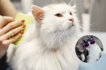 Cepillar regularmente a los gatos ayuda a reducir el pelo en el hogar y mejora su salud y bienestar general