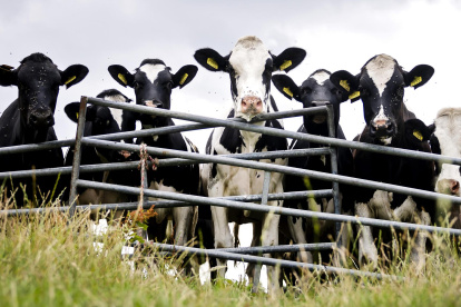 Fotografía de vacas pastando en una granja lechera en Spaarndam (Holanda).