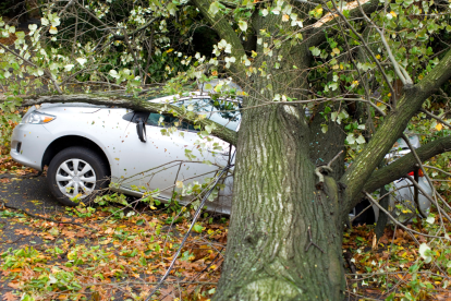 En caso de que un árbol cae sobre propiedad privada existen caminos legales a seguir