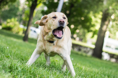 Si un perro ataca a una persona esta puede tomar acciones legales