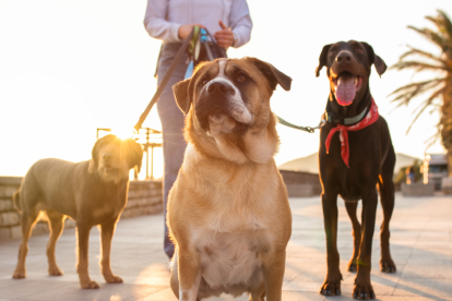 Los dueños son responsables de las acciones de las mascotas en todo momento