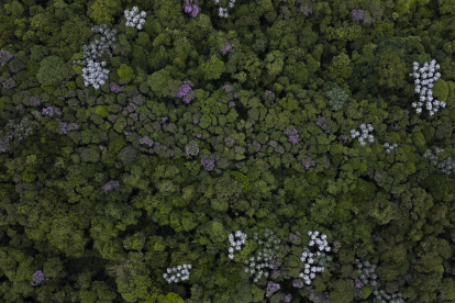 Fotografía aérea de archivo de un sector del bosque tropical Mata Atlántica, en la Reserva Tangará, en el municipio de Mauá (Brasil).