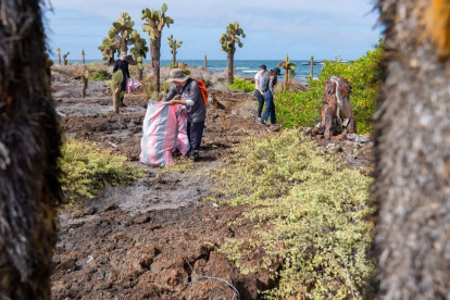 Voluntarios levantan toneladas de basura de las playas, cada año.